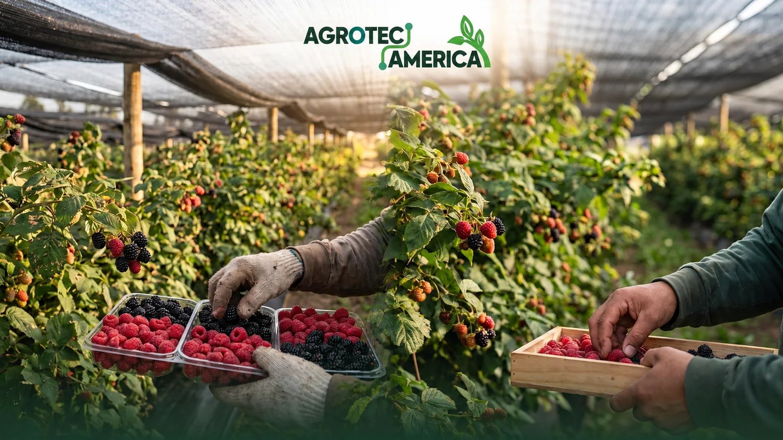Portada del curso Cultivo de berries