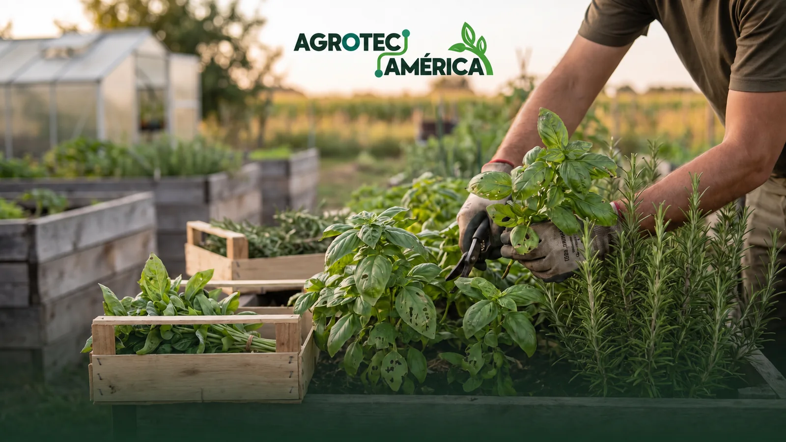 Portada del curso Cultivo de Hierbas Aromáticas